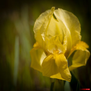 Iris jaune 1904-101